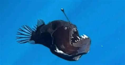 demon fish|WATCH: Rare ‘Black Demon’ fish spotted alive for first time.